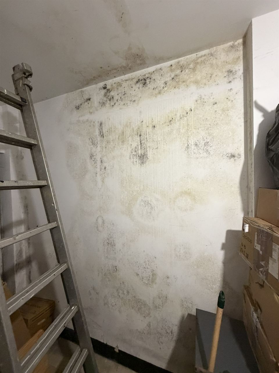Mould across a storage room wall before treatment